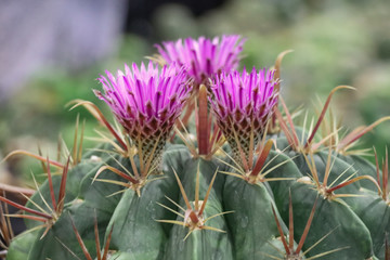 Close up pink flower cactus.Beautiful pink cactus flower blooming in garden.