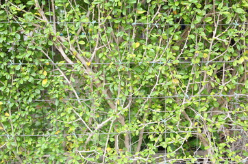 Green leaves seamless background
