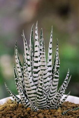 Zebra Haworthia Fasciata suculent plant.Cactus and Succulent a hobby plants.