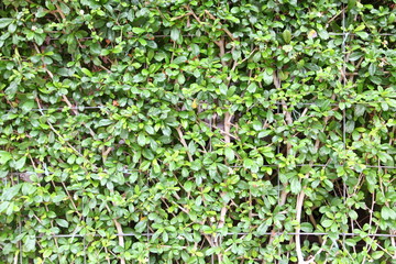 Green leaves seamless background