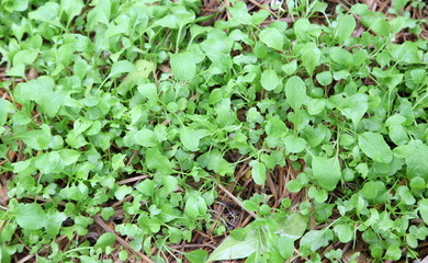 vegetables and plant nursery