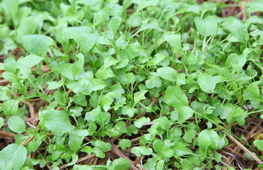 vegetables and plant nursery