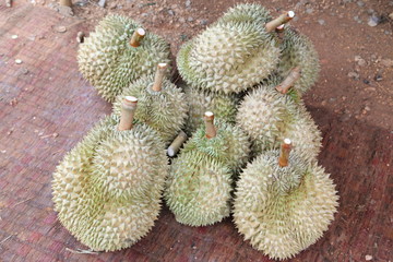 Durian fruit