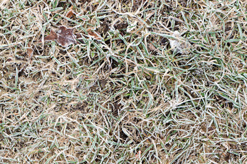 dry leaves and grass in the field in hoarfrost close up