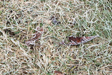 dry leaves and grass in the field in hoarfrost close up