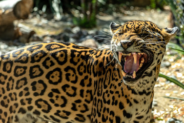 Jaguar smiling, open mouth, comical, funny face seen in the Living Desert, Palm Springs, California. Blurred nature background in natural environment.  © Scalia Media