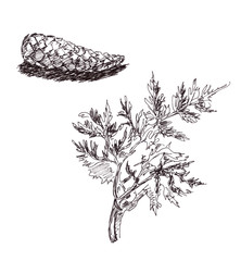 graphic black and white drawing fir cone and curly twig