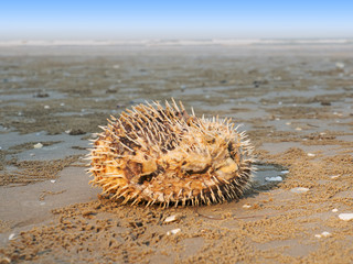 Puffer fish die on the beach