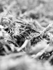 Black and white abstract nature background