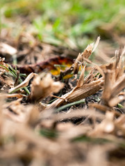 Dry grass