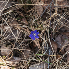 One of the first spring flowers of Hepatica nobilis in the forest. Ranunculacea family