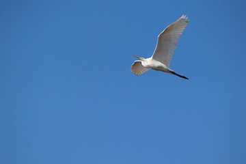 早春の麻機遊水地の空を飛ぶ白鷺
