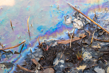早春の麻機遊水地の湿地の水際の色