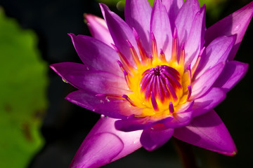 Close Up Top view Beautiful Lotus Flower Blooming with Yellow Pollen