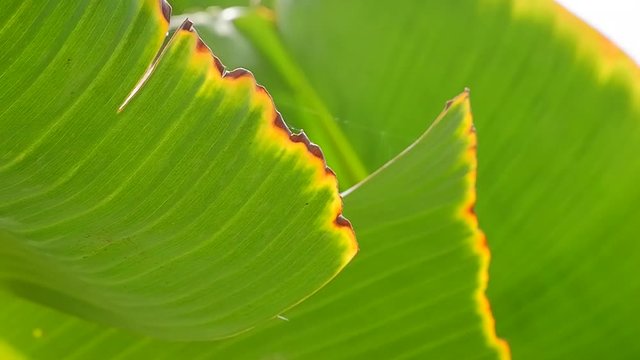 Detail of banana green leaf on daylight, Nature green leaf background. Close up shot Full HD format 