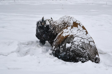 Relaxing Bison Buffalo seen on the side of the Alaska Highway in Northern British Columbia, Canada during winter time with snow covered landscape © Scalia Media