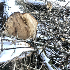 felling of sawn, snowy, perennial poplar among the branches. Mass deforestation