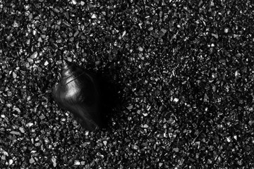  Black shell on a black sand background. Black design.