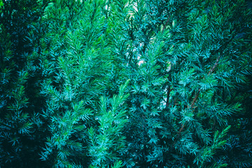 Fototapeta na wymiar Evergreen juniper shrub, close up view of green branches with sunlight. Juniperus horizontalis Creeping Juniper. Tree branch texture needle background.