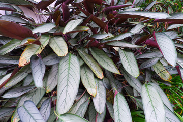 Ctenanthe setosa is commonly known as never never plant or prayer plant.