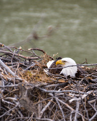 Beautiful bald eagle spotting on a hiking trail in Yukon Territory, Canada sitting in a nest surrounded by sticks, branches.