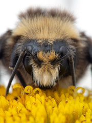 P1010054 face of a yellow-faced bumblebee Bombus vosnesenskii on daisy flower cECP 2020