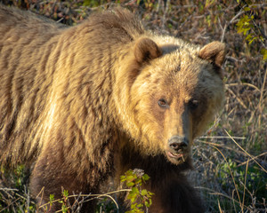 Beautiful grizzly bear seen in the Yukon Territory, off the side of the Alaska Highway