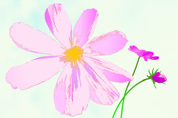 garden flower. pink. chamomile. green-blue halftone background 