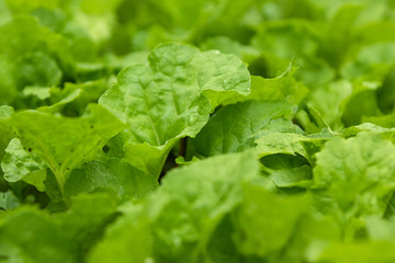 fresh green lettuce in the garden