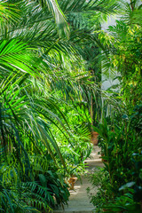 Fototapeta na wymiar exotic plants in the greenhouse