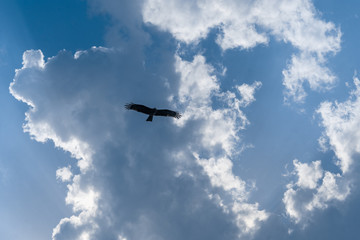 Fototapeta na wymiar Eagle Silhouette Flying Gliding in Bright Blue Cloudy Sky below the Sun Shining through the Clouds