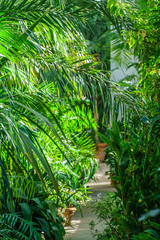 Fototapeta na wymiar exotic plants in the greenhouse