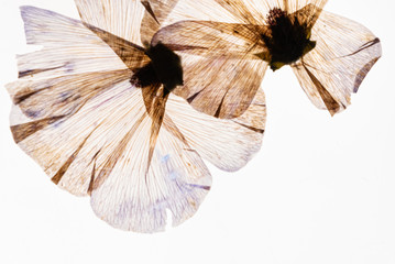 dry flowers on the white background