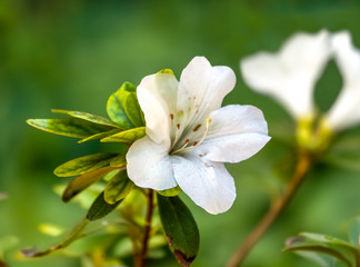 white azalea flower closeup with blurred background