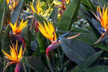bird of paradise plants in a garden with blurred background