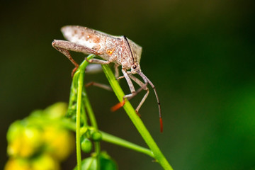 Crusader Bug also known as Mictis profana.