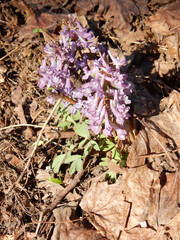 Tender spring lilac flowers of Corydalis on a blurry background