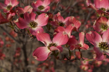 Fototapeta na wymiar Japanese spring pink dogwood flower