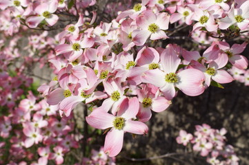 Japanese spring pink dogwood flower