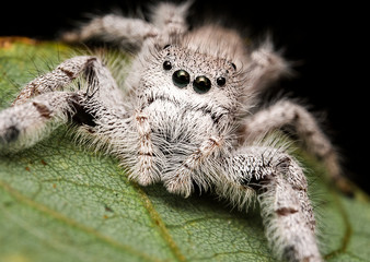 Jumping white spider captured in the nature with black big eyes