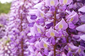Fototapeta na wymiar Macro photo of wisteria flower