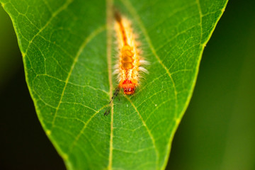 Tussock Moth Caterpillar also known as Euproctis similis Fuessley