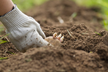 the hand drops a potato tuber with sprouts into the plowed soil
