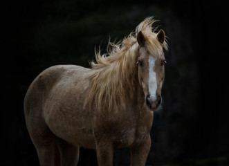 Gorgeous Golden Mustang Mare