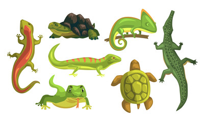 Amphibian Animals Collection, Turtle, Chameleon, Lizard, Crocodile, Salamander Vector Illustration on White Background