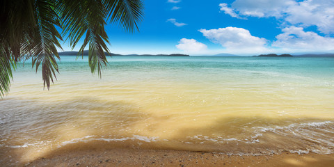 tropical beach with palm trees