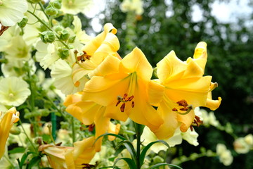 大きな黄色のユリ＿花言葉＿陽気＿偽り