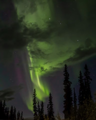 Unique aurora borealis landscape sky view seen in northern Canada during fall season with green bands, spruce pine trees silhouette in scenic tourism, travel view. 