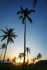 palm trees at sunset