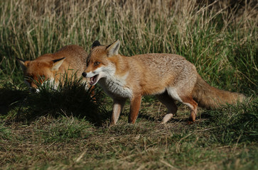 Naklejka na ściany i meble Two magnificent Red Foxes, Vulpes vulpes, hunting in a field. One of the Foxes has its mouth open.